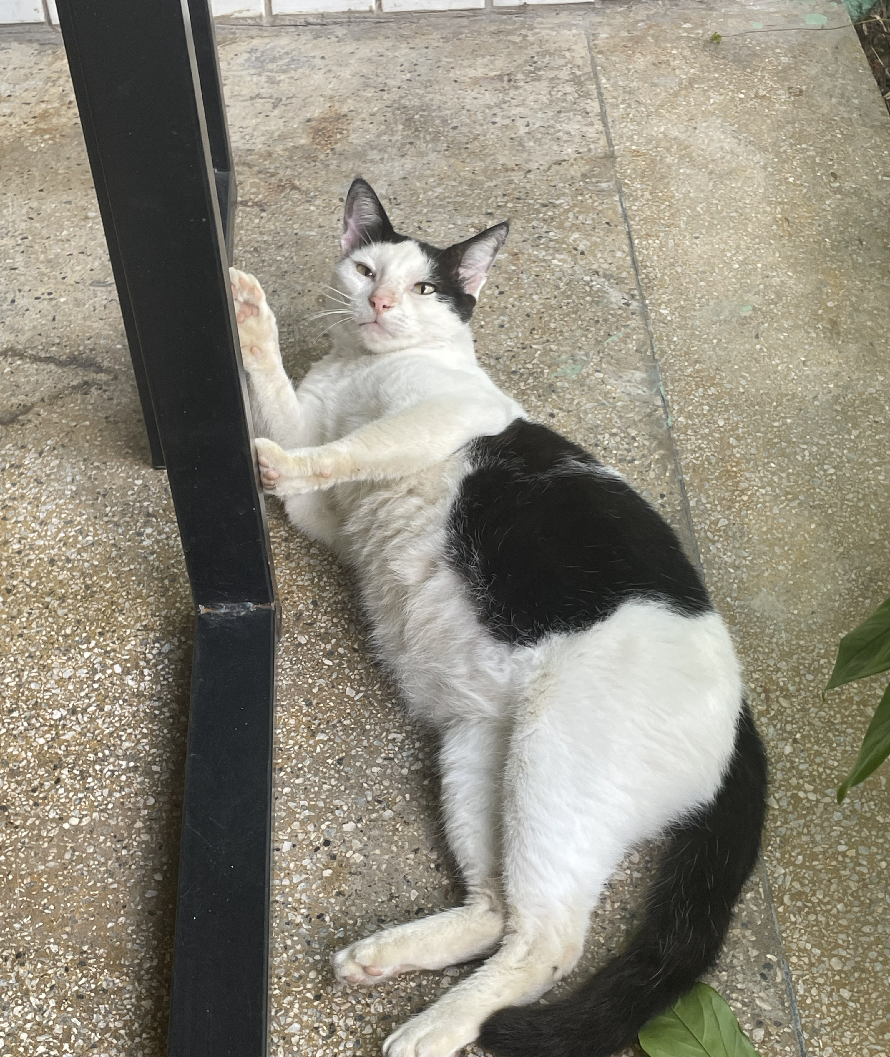 Our mascot, "Nice to meet you, Frajolito"